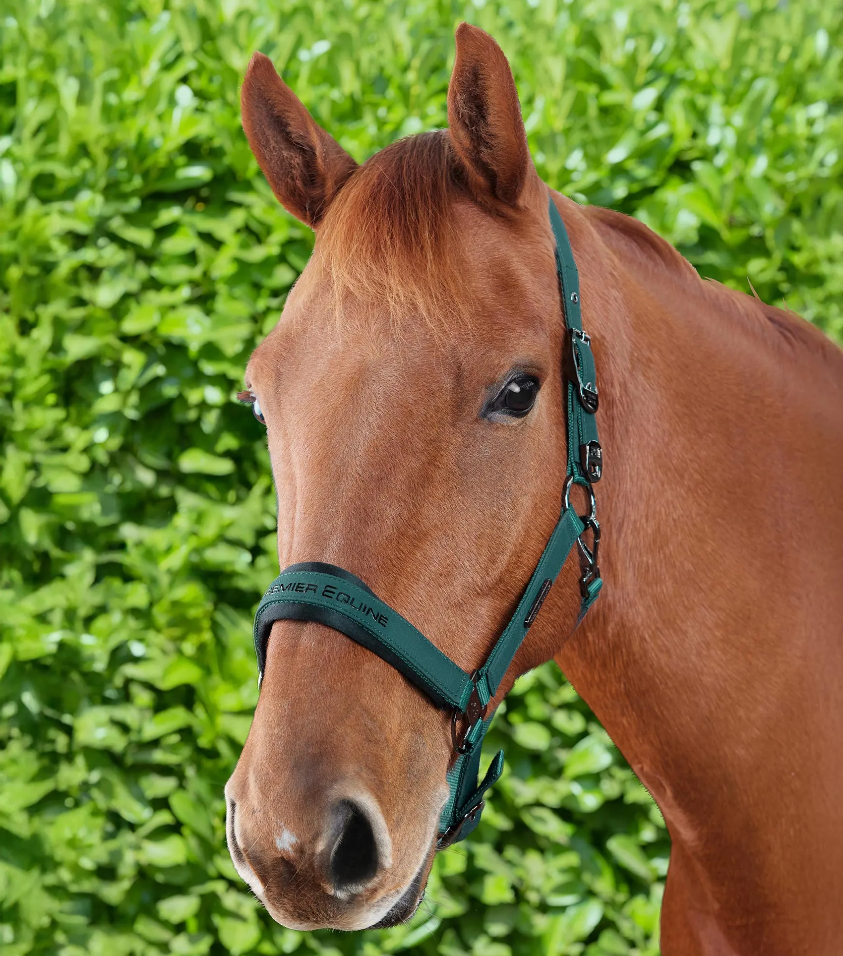 Duco Padded Head Collar with Lead Rope Green