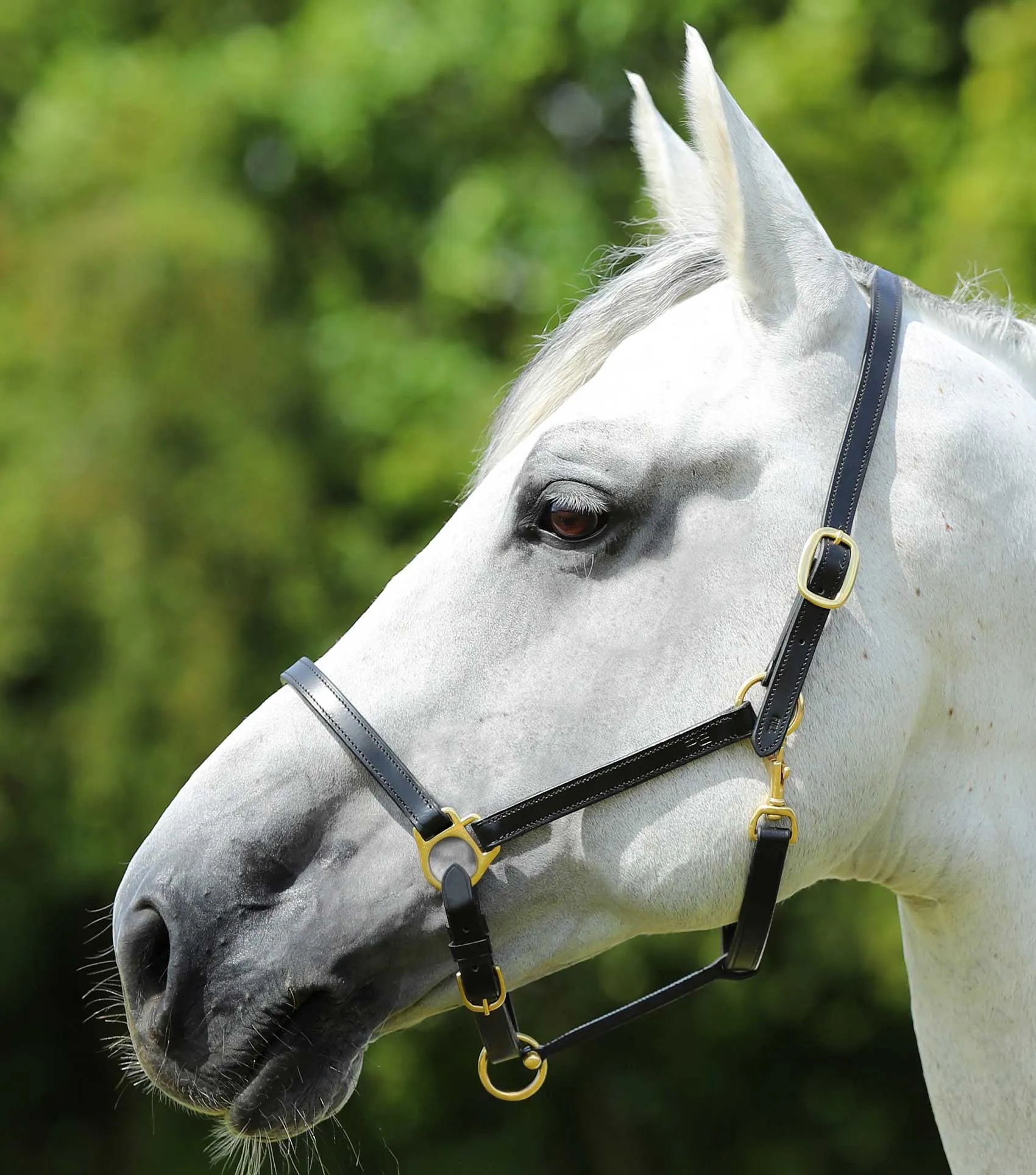 Pasco Plain Leather Head Collar Black