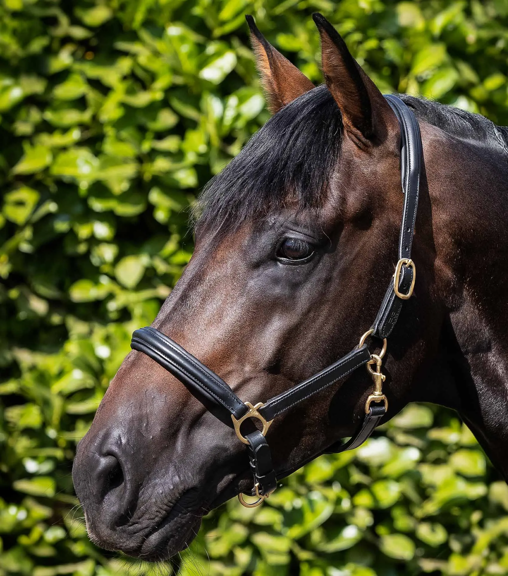 Rego Padded Leather Head Collar Black